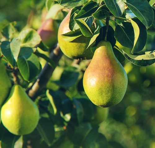 Birnenbaum gräfin von - `gräfin,