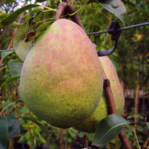 Birnenbaum alexander lucas - lucas, –