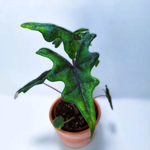 Alocasia jacklyn - ‘jacklyn’, –