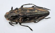 Buprestidae, Chalcophora