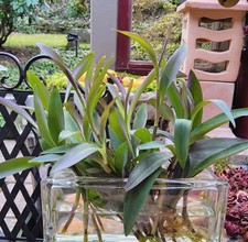 Pallida Purple Haert