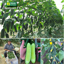 Gurkensamen Capricorn F1 Samen Einlegegurken Saatgut Семена огурцов Каприкорн F1