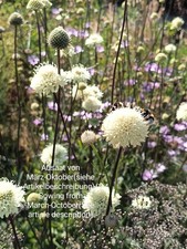 Ural Schuppenkopf, Cephalaria