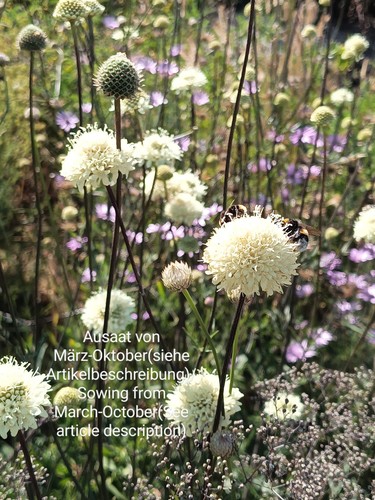 Ural schuppenkopf cephalaria - schuppenkopf,,