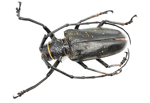 Cerambycidae batocera - cerambycidae,,