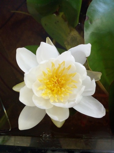 Nymphaea - (◕‿◕)\@,