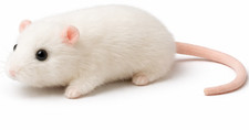 Kuscheltier maus ratte weiß - maus,