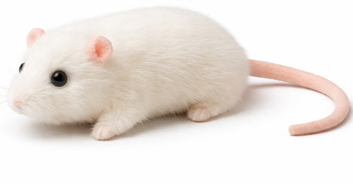Kuscheltier maus ratte weiß - maus,