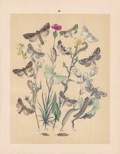 Luperina Dichonia Mamestra