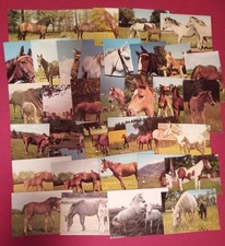 35 ältere Pferdepostkarten 