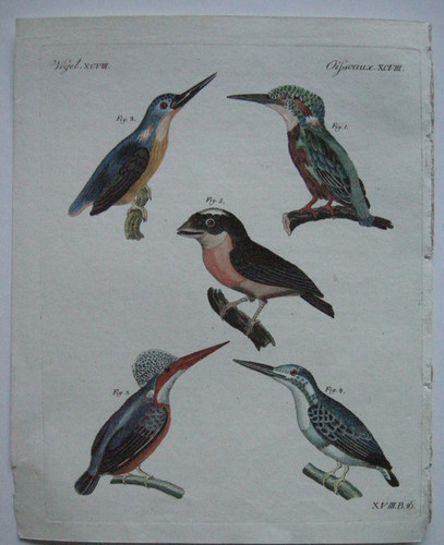 Eisvogel vintsi alcyon - eisvogel,
