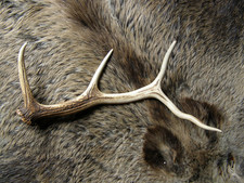 Geweihstange, Abwurfstang  Rothirsch. 51cm. 657 Gramm.