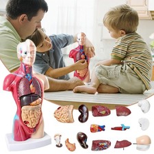 Anatomie Modell 4D Anatomische