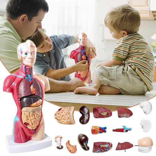 Anatomie modell anatomische - anatomie, 4d