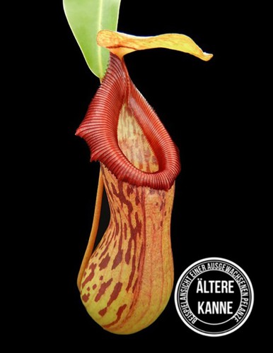 Nepenthes burkei halcon - nepenthes,