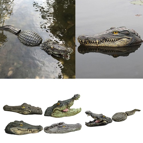 Schwimm krokodil kopf - krokodil, wasser