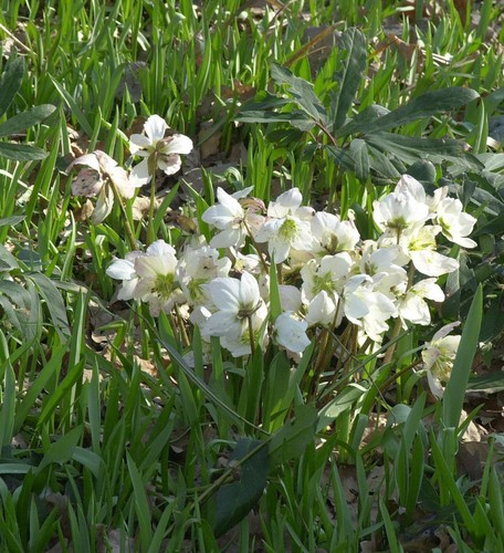Weiße christrose helleborus - weiße,