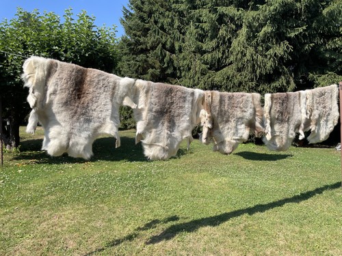 Rentierfell aus finnland 120cm - finnland,