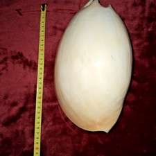 ### Melo umbilicatus  - Voluta