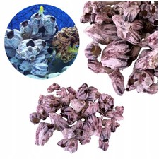Aquarium MUSCHELN BARNACLE