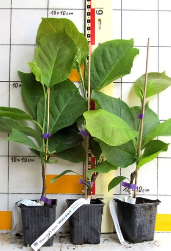 Magnolia soulangiana white - x,