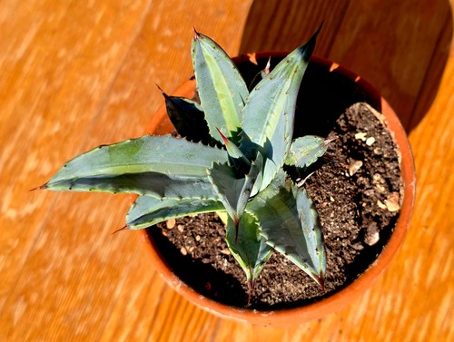Agave americana subsp