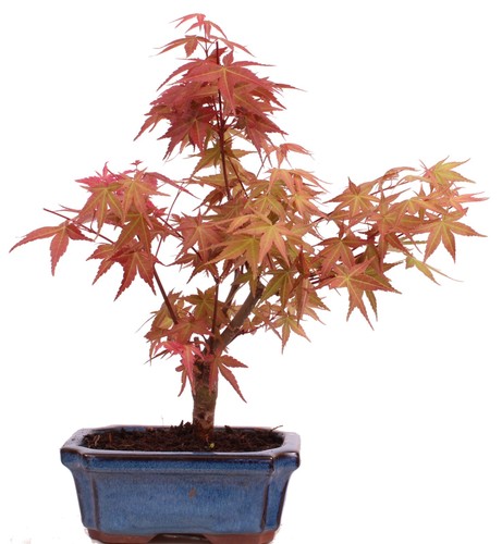 Bonsai acer palmatum deshojo - palmatum,