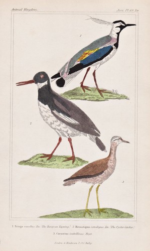 Northern lapwing kiebitz - northern,