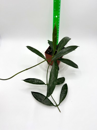 Hoya griffithi splash - , well