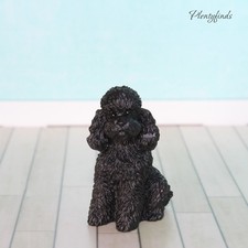 Miniatur hund pudel - miniatur,