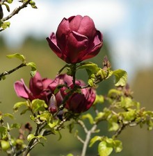 Schwarzrote tulpenmagnolie - schwarzrote,