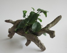 Urwaldbaum mit Anubias barteri - Speerblatt Wurzel Aquarienpflanze Aquarium Deko