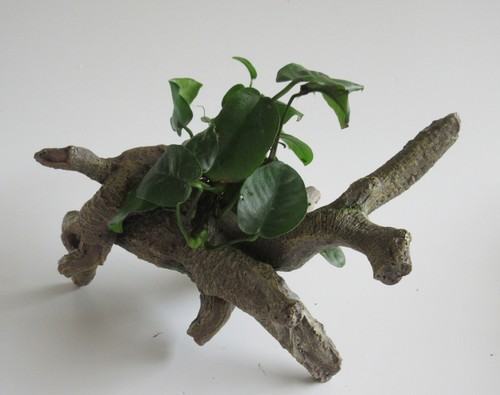 Urwaldbaum mit anubias barteri - urwaldbaum,