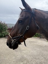 Sidepull Western Full Zaumzeug, Gebisslos, Leder, schwarz 