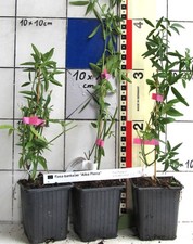 Rosa banksiae Alba Plena - seltene weiße Rambler- Rose