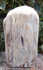 Versteinertes Holz 6,3 Kg aus Indonesien / Java, voll poliert, top Sammlerstück