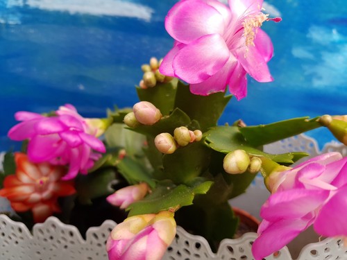 Schlumbergera weihnachtskaktus - schlumbergera,