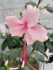 Hibiskus rosa sinensis -