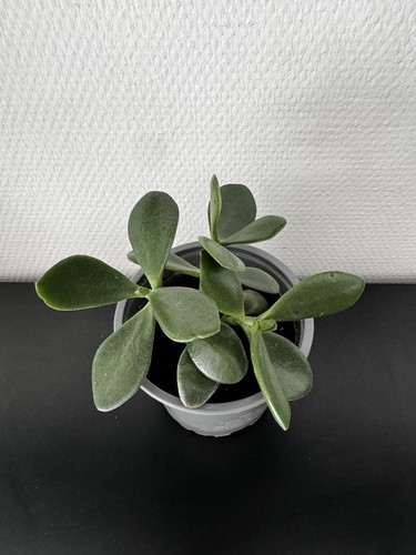 Geldbaum - , ovata)