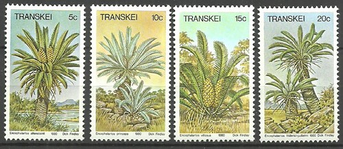 Transkei palmfarne satz - transkei,