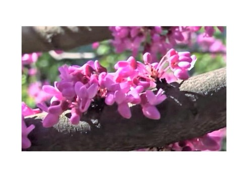 15x cercis canadensis - 15x,