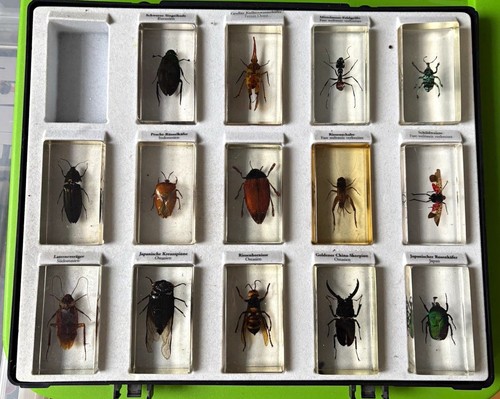 Insekten acryl mini - 14,