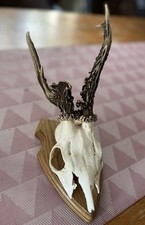 Rehbock Geweih Trophäe Gehörn auf Trophäenbrett