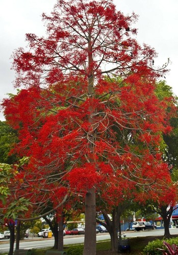 Samen flammenbaum exotische - samen,