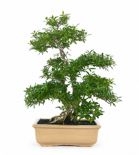 Serissa phoetida bonsai - phoetida,