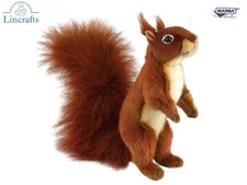 Sitzendes rotes sqyirrel - sitzendes,