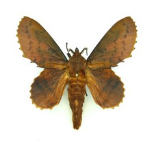 Lappet Motte Gastropacha quercifolia SET x1 Männchen #j01