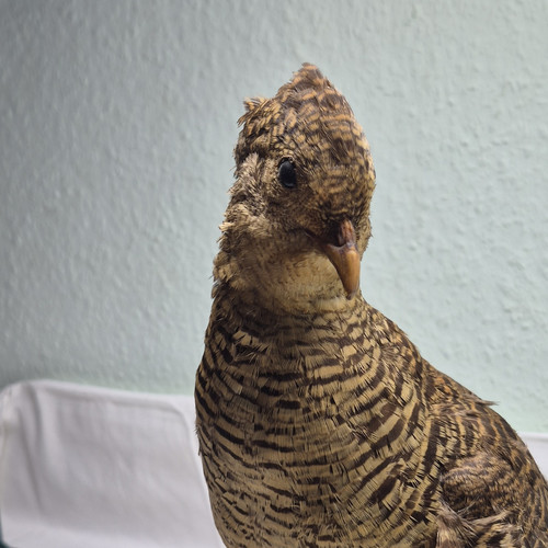 Goldfasan henne nicht - -,