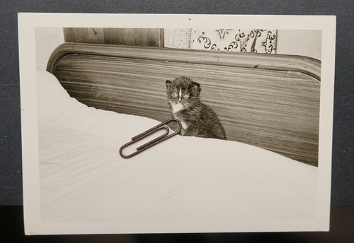 Foto portrait junge - portrait, katze