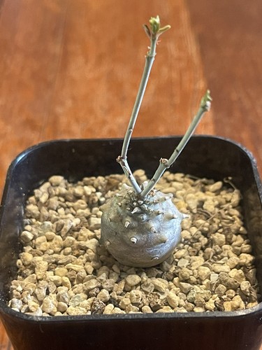 Euphorbia globulicaulis